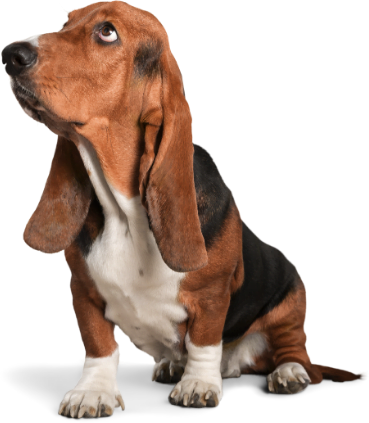 A basset hound with long ears and a tricolor coat sits at home, looking upwards.