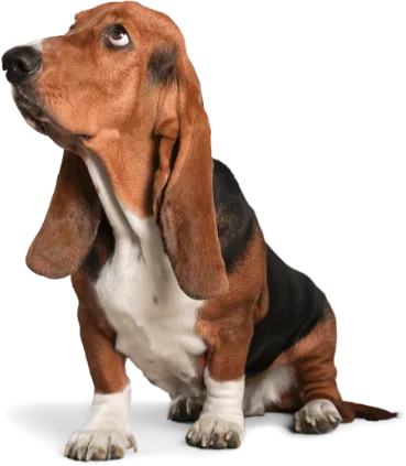 A basset hound with long ears and a tricolor coat sits at home, looking upwards.