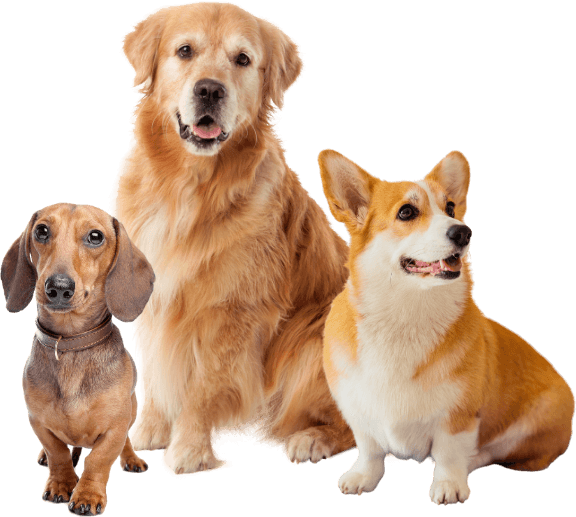 Three dogs sit side by side attending dog training programs in Atlanta: a dachshund on the left, a golden retriever in the middle, and a corgi on the right.