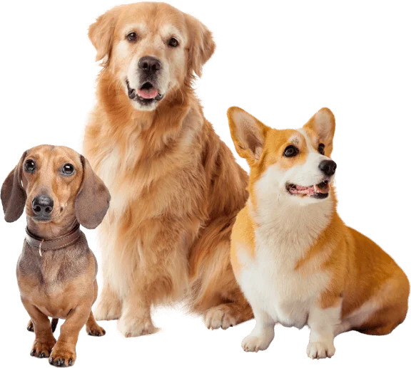 Three dogs sit side by side attending dog training programs in Atlanta: a dachshund on the left, a golden retriever in the middle, and a corgi on the right.