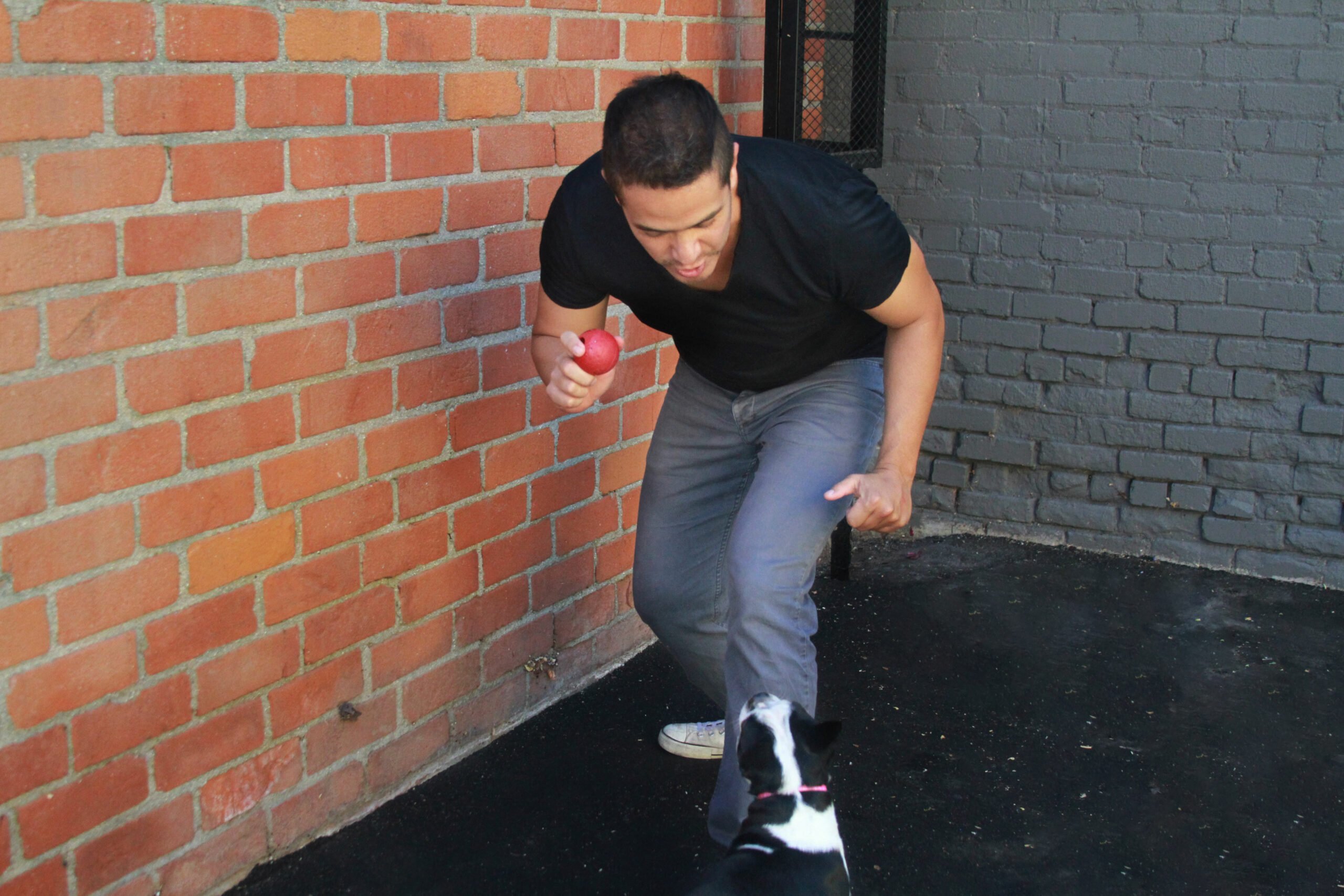 A man in a black shirt and gray pants is playfully crouching with a red ball in his hand, while a black and white dog stands in front of him, looking up. They are in an outdoor area with brick walls, giving the scene a cozy home-like feel.