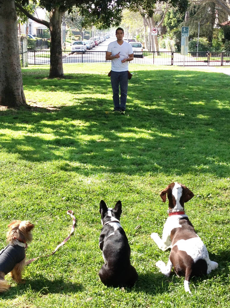 A person stands on a grassy area holding a disc, while three dogs sit and lie down on the grass facing the person in a park setting, offering yet another reason why you should choose us for memorable moments with your pets.