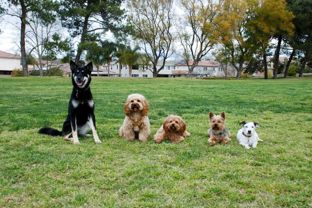 Five dogs of varying breeds sit and lie on a grassy field in front of a picturesque residential area with trees, giving the perfect sense of home.