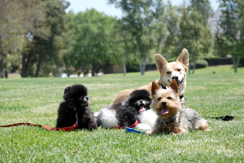 Four small dogs sit on a grassy field with trees and a clear sky in the background, enjoying their outdoor home.