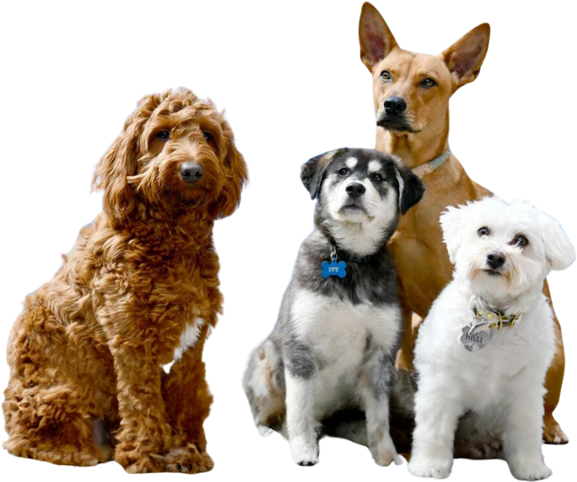 Four dogs of different breeds and sizes sit closely together against a plain background, embodying the spirit of unity you'll find in our "About Us" section.