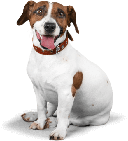 A white dog with brown spots, wearing a brown collar, sits at home and looks forward with its tongue out.