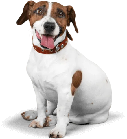 A white dog with brown spots, wearing a brown collar, sits at home and looks forward with its tongue out.