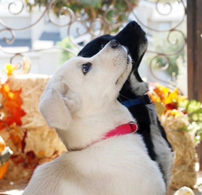 Two dogs, one white with a pink collar and one black with a blue collar, sit closely together looking upwards. The background features autumn leaves and light filtering through, capturing a serene moment that evokes a sense of home.