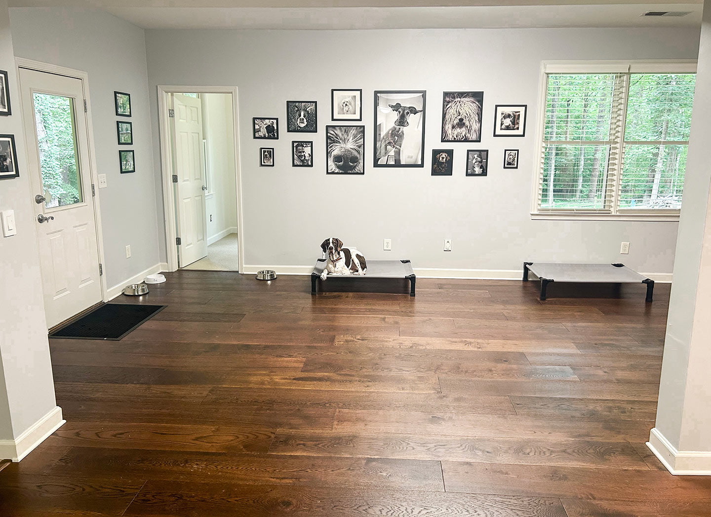 A dog sits on a dog bed in a sparsely furnished room with framed pictures on the walls and hardwood floors. The room, perfect for dog training, has two windows, a door, and dog bowls on the floor.