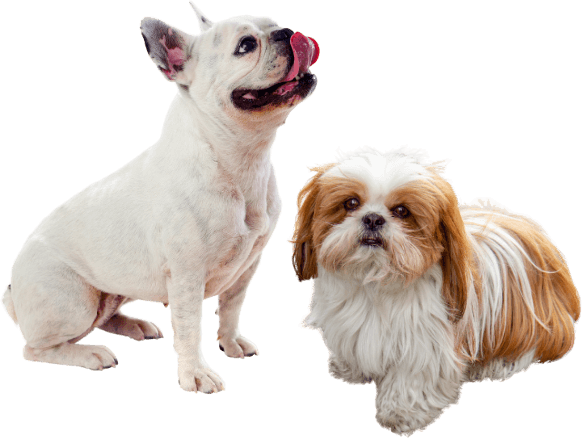 A white French Bulldog licking its nose sits next to a small Shih Tzu with white and brown fur, making themselves right at home.