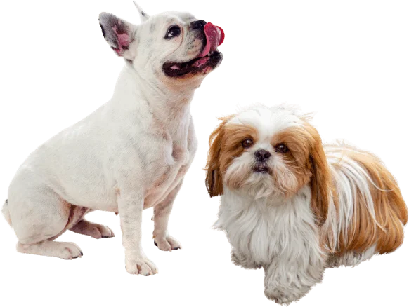 A white French Bulldog licking its nose sits next to a small Shih Tzu with white and brown fur, making themselves right at home.