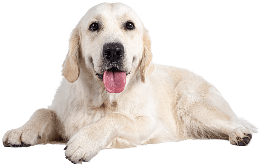 A Golden Retriever lies down with its tongue out, looking directly at the camera, making you wonder why not choose us for your next furry friend.