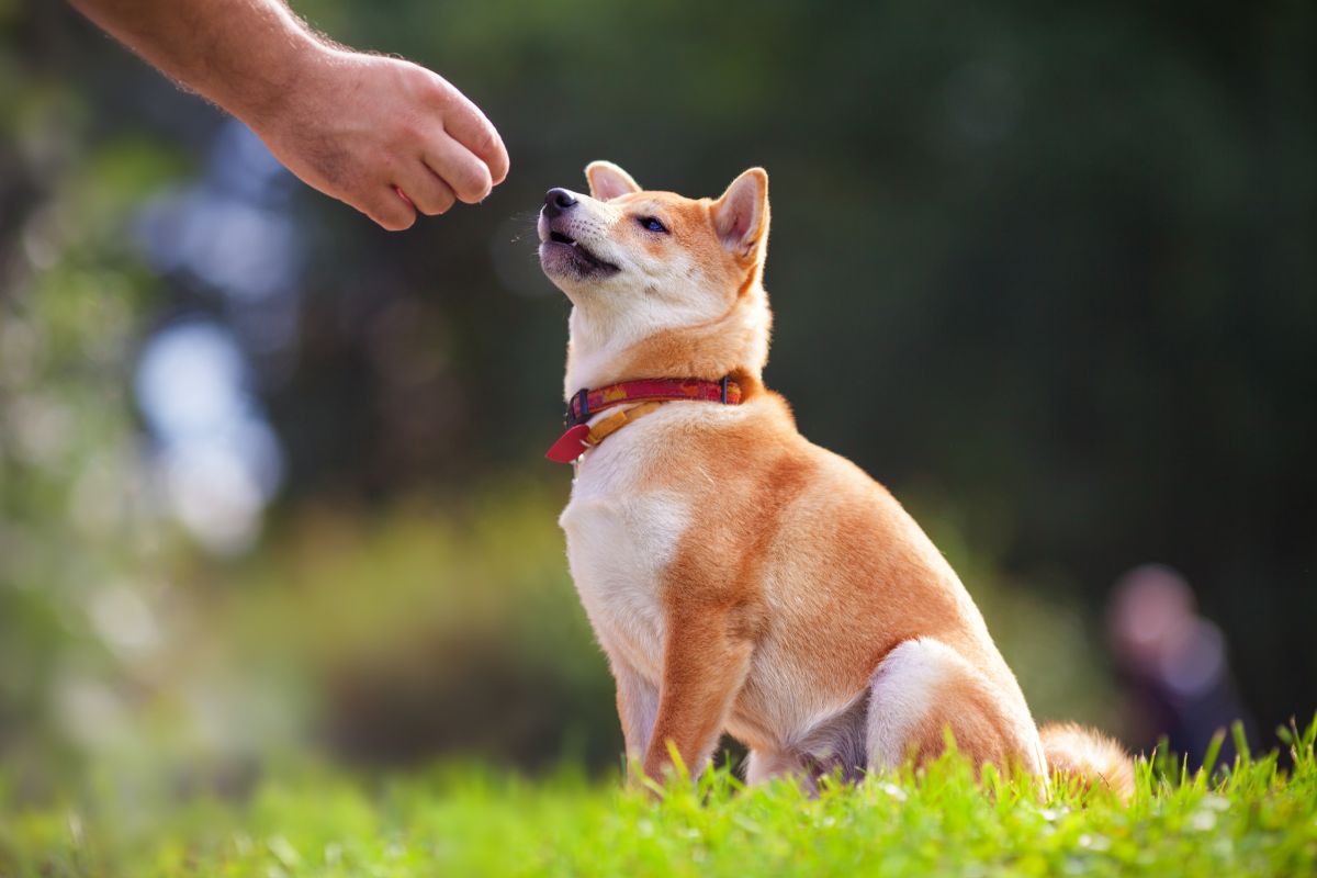 A person extends a hand toward a Shiba Inu dog sitting on grass in an outdoor setting, creating a warm feeling of home.