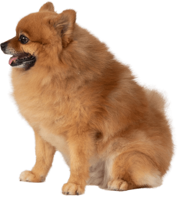 Side view of a fluffy brown Pomeranian dog sitting and looking to the left, promoting why you should choose us. The dog's mouth is slightly open, with its tongue partially visible.