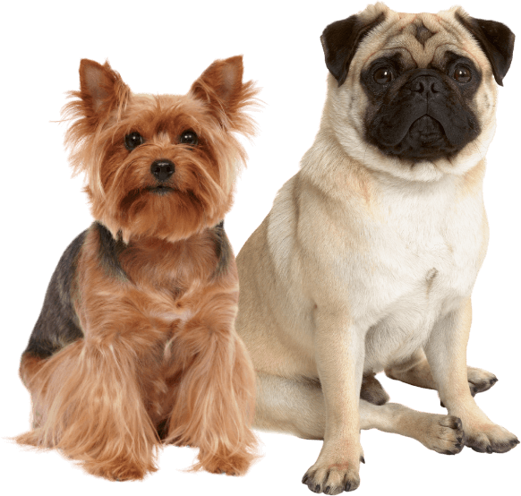 A Yorkshire Terrier and a Pug are sitting side by side against a white background, inviting us to pause and appreciate their adorable companionship.