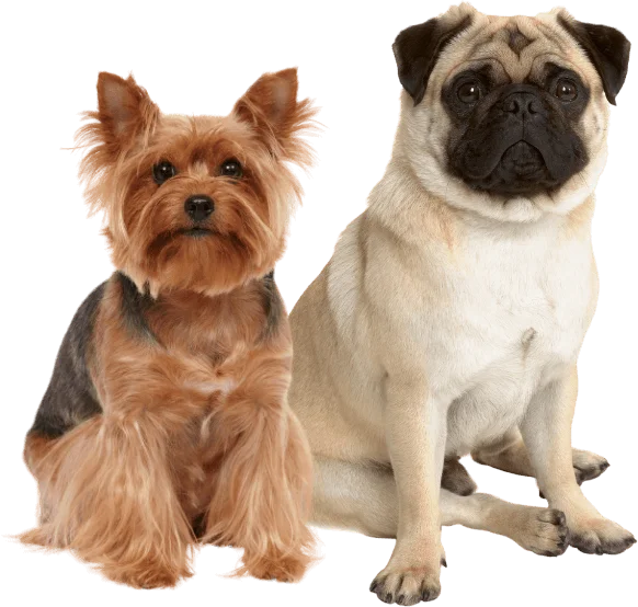 A Yorkshire Terrier and a Pug are sitting side by side against a white background, inviting us to pause and appreciate their adorable companionship.